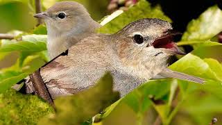 Beccafico canto richiamo Birdwatching introvabile [upl. by Darraj]