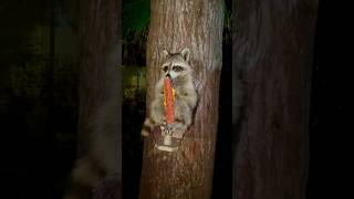 Baby Raccoon is Stealing Corn short shorts cute raccoon [upl. by Enayd156]