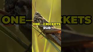 Differences between a Grasshopper and a Cricket [upl. by Nepets458]