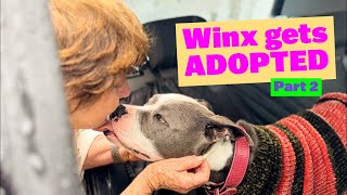 Winx gets ADOPTED Part 2  americanstaffy [upl. by Llenod]