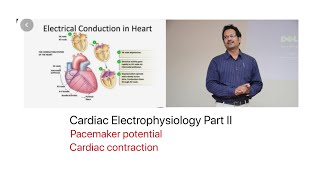 Cardiac Electro Physiology Part II  PacemakerPotential Automaticity CardiacContraction [upl. by Kristan]