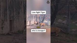 Lion 🦁 vs Tiger 🐯  Whos Stronger [upl. by Berger]