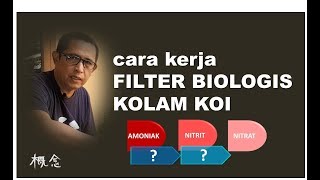 CARA KERJA FILTER BIOLOGIS KOLAM KOI Nitrifikasi  Tutorial Kolam Koi 7 [upl. by Ssilb623]