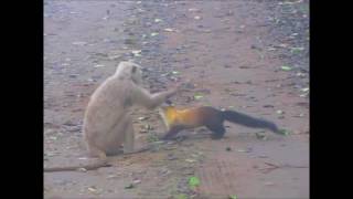 Yellowthroated martens launch a ferocious attack on a langur [upl. by Lennox]