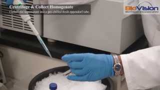 Tissue Homogenization Video  Biovision Inc [upl. by Deidre]