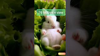 Bunny is disturbed during sleep 🐰❤️ Cute rabbit sleeping in Cabbagecute rabbit funny [upl. by Peppi]