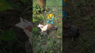 😭 ঝরে বাসা ভেঙ্গে পরে আছে তাঁরপর একি হলো 😰 🕊️ 🙏 birds ghar help me viralvideo [upl. by Liahus]