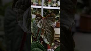 Red Of Java x Luxurians first batch plants anthuriumplant kupinggajah anthurium [upl. by Clarie]