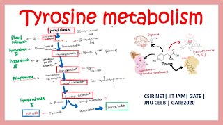 Tyrosine metabolism and related disorders  Phenyl ketonuria Alkaptonuria and Tyrosenimia [upl. by Milone]