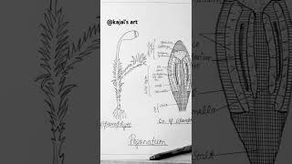 Sporophyte of Pogonatum diagrameasydrawing viral reels trending art shorts [upl. by Baillie]