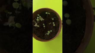 Growing kiwi plant from seed grow indoors tropicalgrowingytshorts telugushortsteluguvlogs [upl. by Cott]