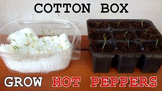 Grow HOT Peppers • Cotton Box [upl. by Tsan]