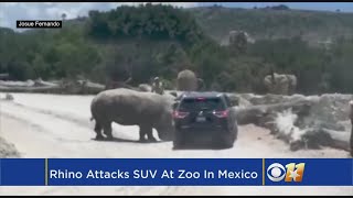 Video Rhino Attacks SUV At Zoo In Mexico [upl. by Eat]