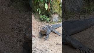 Rhinoceros Iguana  SINGAPORE ZOO 2024 [upl. by Lerner]