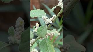 Ichneumon Wasp on Mountain Knotgrass insects plants [upl. by Yenal]