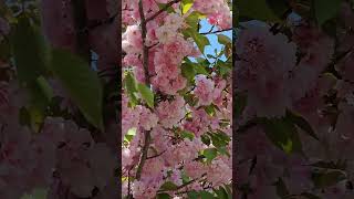 Kwanzan Cherry Tree [upl. by Atimed]