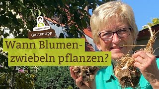 Wann Blumenzwiebeln pflanzen Kaiserkrone Narzissen Tulpen Hyazinthen [upl. by Neened]