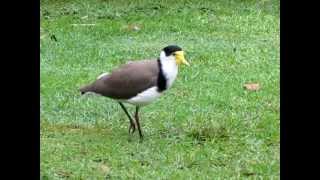 Spurwinged plover [upl. by Enyledam]