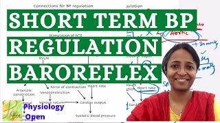 Baroreceptor reflex physiology short term regulation of blood pressure  CVS Physiology  MBBS [upl. by Leund360]