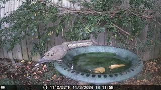 Bird Bath Wednesday birdwatchers wildlifephotography [upl. by Aihsercal577]