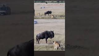 Lion vs wildebeest natural strugglewildlife animal nature shorts lion [upl. by Mera]