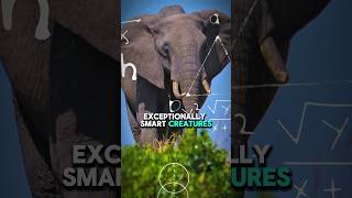 The Remarkable Intelligence of Elephants iqtest facts animals elephantintelligence wildlife [upl. by Dnalevets704]