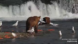 747 and gulls amongst salmon carnage at Brooks Falls Katmai 2 August 2023 exploreorg [upl. by Kristal]