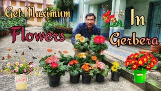 Caring of Gerbera for Getting Maximum Flowers [upl. by Aicnarf691]