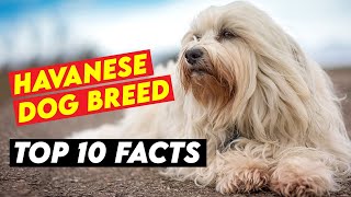 Top 10 Facts About The Havanese Dog Breed [upl. by Jempty]