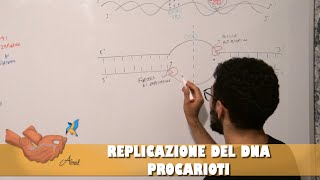 Replicazione del DNA [upl. by Adleme]