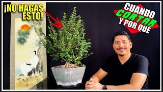 🌳 Como PODAR un BONSAI  Olmo Chino BIEN EXPLICADO 4K [upl. by Nakada]