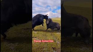 The new deadly yak fight [upl. by Sayer]