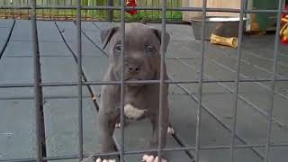 Hermosos perros pitbull bebes que te causaran mucha ternura [upl. by Abner338]