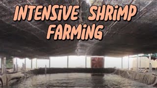 Intensive Shrimp Farming in biofloc system [upl. by Ardie]