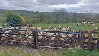 Wolsingham White Kirkley and Weardale with iWalks NE 86miles [upl. by Ahtabbat629]