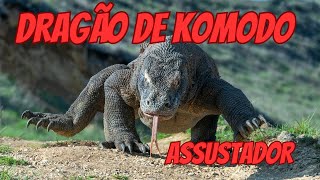 DRAGÃO DE KOMODO LAGARTO GIGANTE [upl. by Taite]