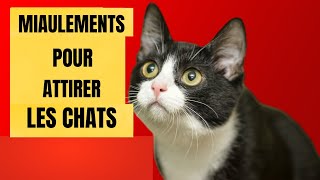 Des miaulements pour ATTIRER les Chats Des miaulements pour que votre chat vienne à vous [upl. by Peursem544]