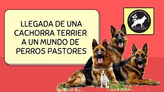 Coto de Lobos Pastor Alemán Invadido por una Cachorra Terrier [upl. by Athalla]