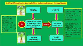 ¿Cómo crece una planta en el agua Semana 27 día 2 [upl. by Garate]