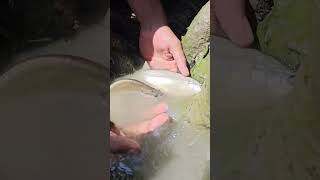 Belida Fishing Method 😲 fish fishing bigfish hunting catfish fishingvideo shorts viral yt [upl. by Enilegna]