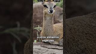 Los Rumiantes shorts animales [upl. by Schmitt]