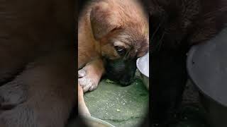 Street dog first time come our home  ☺️😍 doglover animallife birdeating all [upl. by Duwad795]