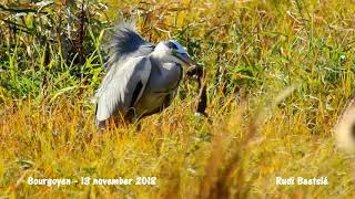 Blauwe reiger met Wezel 13 11 2018 [upl. by Eelrac]