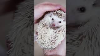 Adorable Hedgehog Melts Your Heart in 10 Seconds ❤️❤️ 4K hedgehog cutepet adorablehedgehog [upl. by Windham]