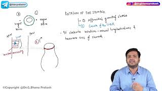 16 Development Of Stomach  Embryology [upl. by Palecek]