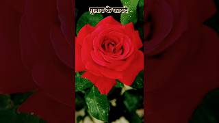 🌹गुलाब का फूल खाने के फायदे🌹  gulab ka phool khane ke fayde in hindi gulab shorts [upl. by Otreblif969]