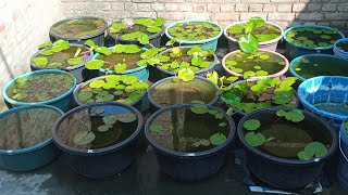 Update Of My Water Lily Tarrace Garden🤗❤☘️  Water lily plant at home waterlilyplant waterlily [upl. by Notsa]