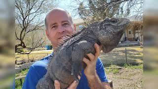 Reptile Care  Rhino Iguanas [upl. by Siclari]