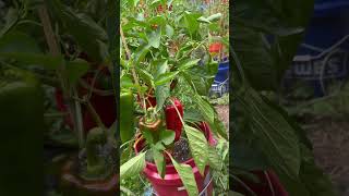 Fox Farm Happy Frog vs Bumper Crop potting soil experiment month 3 [upl. by Partan51]