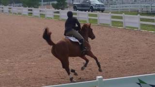 Loxleigh 110m schooling May 26th 2016 [upl. by Aikcir]